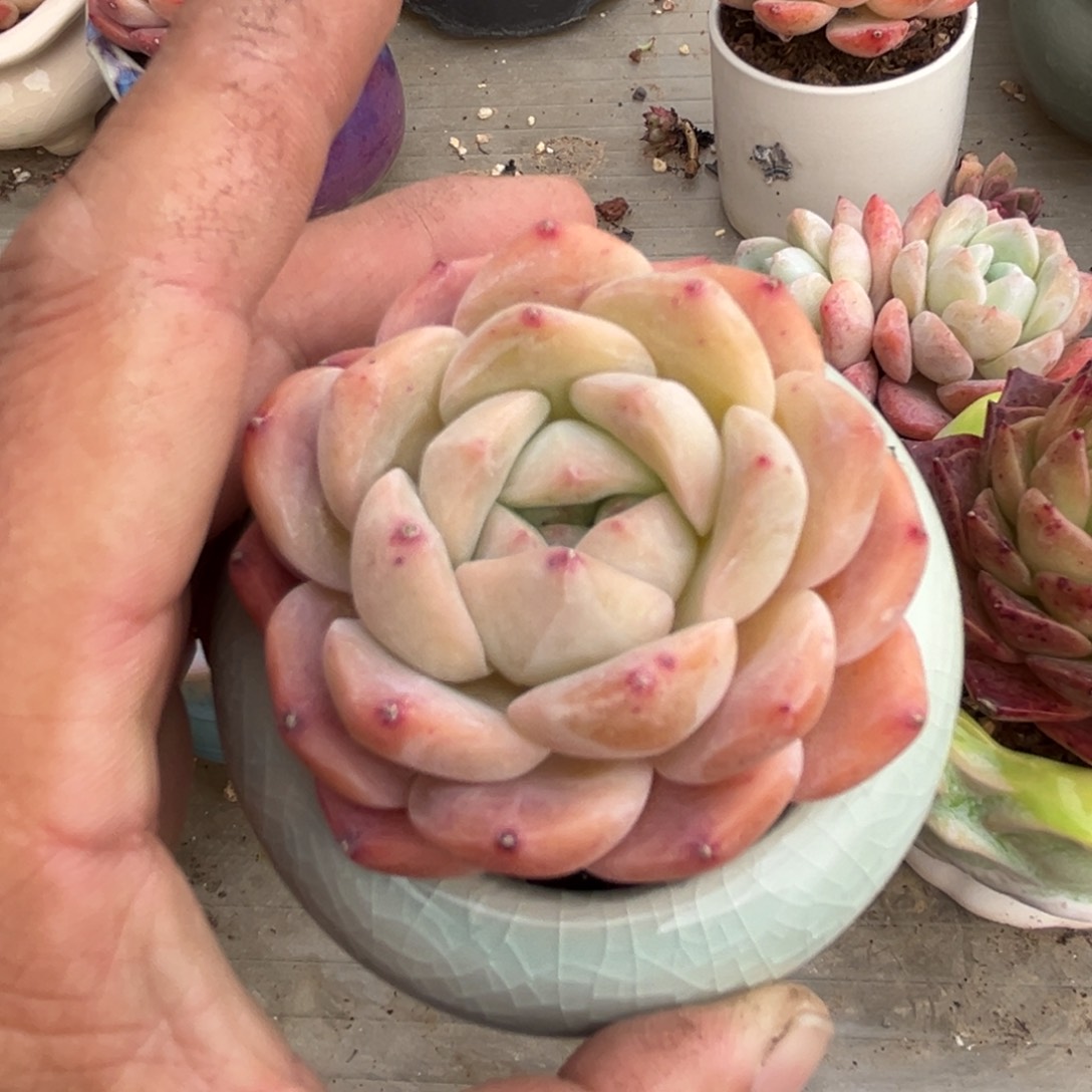 多肉植物的生长发育与