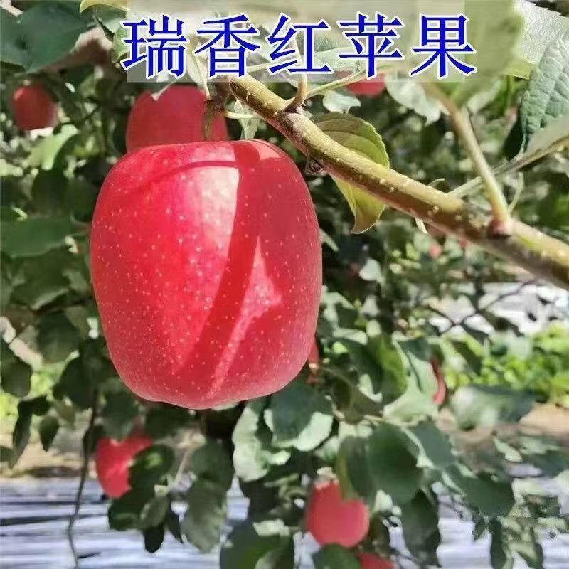 新品种瑞乡红苹果苗 南方北方种植嫁接苹果苗晚熟瑞香红苹果树苗