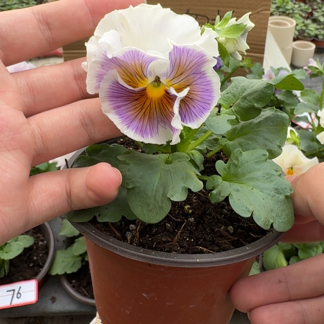 大部分花苞少量开放87