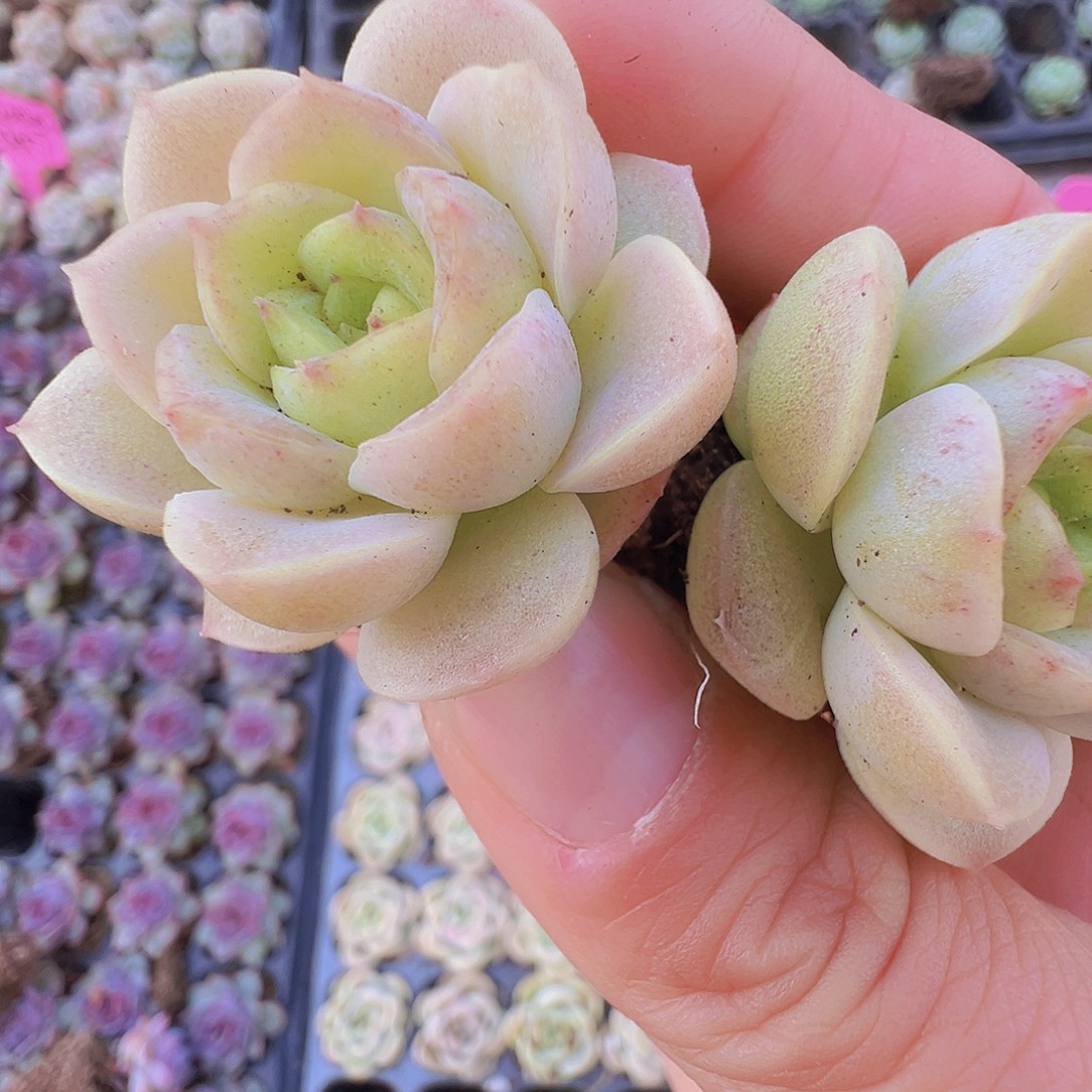 宝宝绿3颗19包邮多肉植物