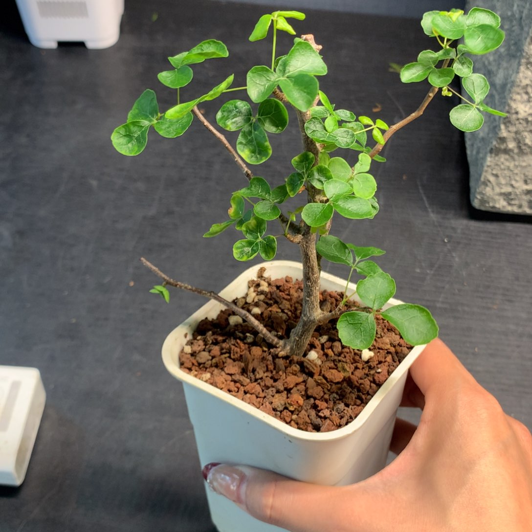 波叶橄榄哈哈哈哈￼