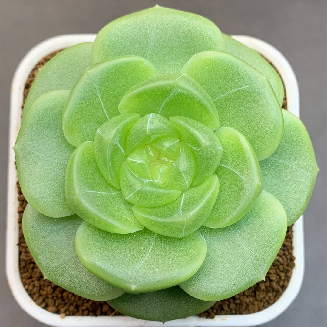 七号链接 v063-v069 框拍 12/6 花意匠多肉 加入购物车可查看回放