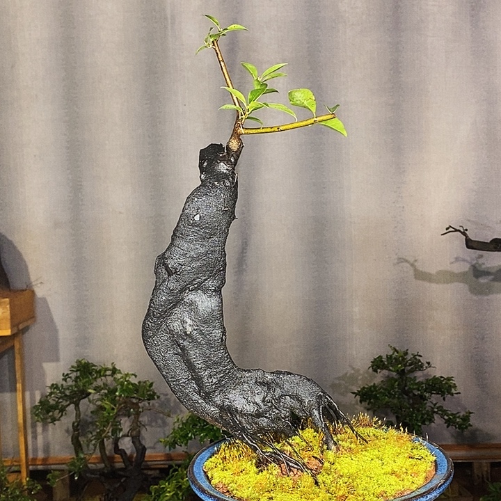 金***来无花朵共赴国难你就会与叽叽咕咕反弹