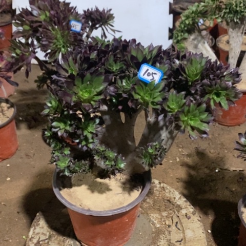 黑法师缀一物一拍