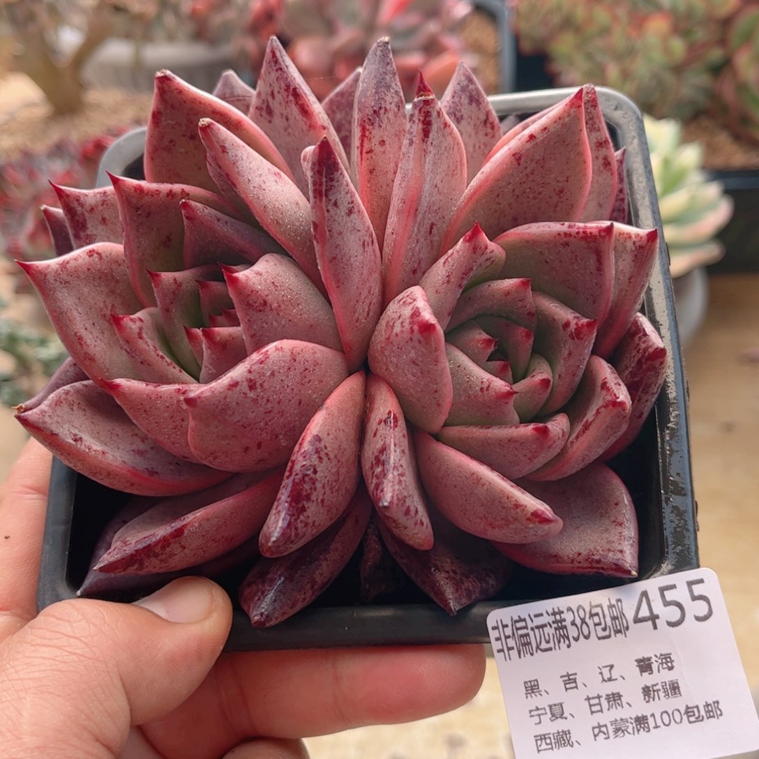 455罗密欧德华多肉