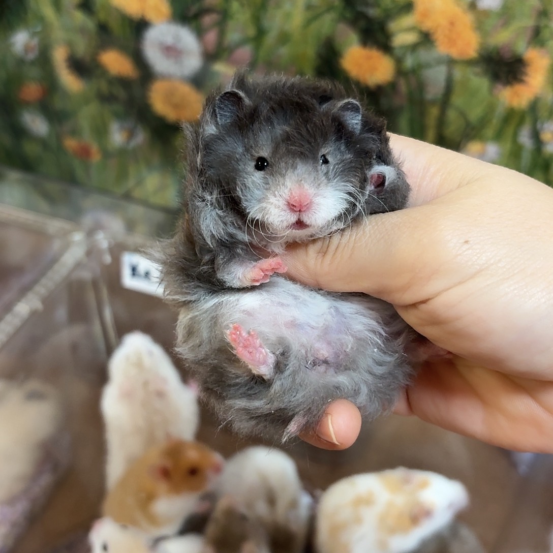 黑波利卷毛妹妹金丝熊