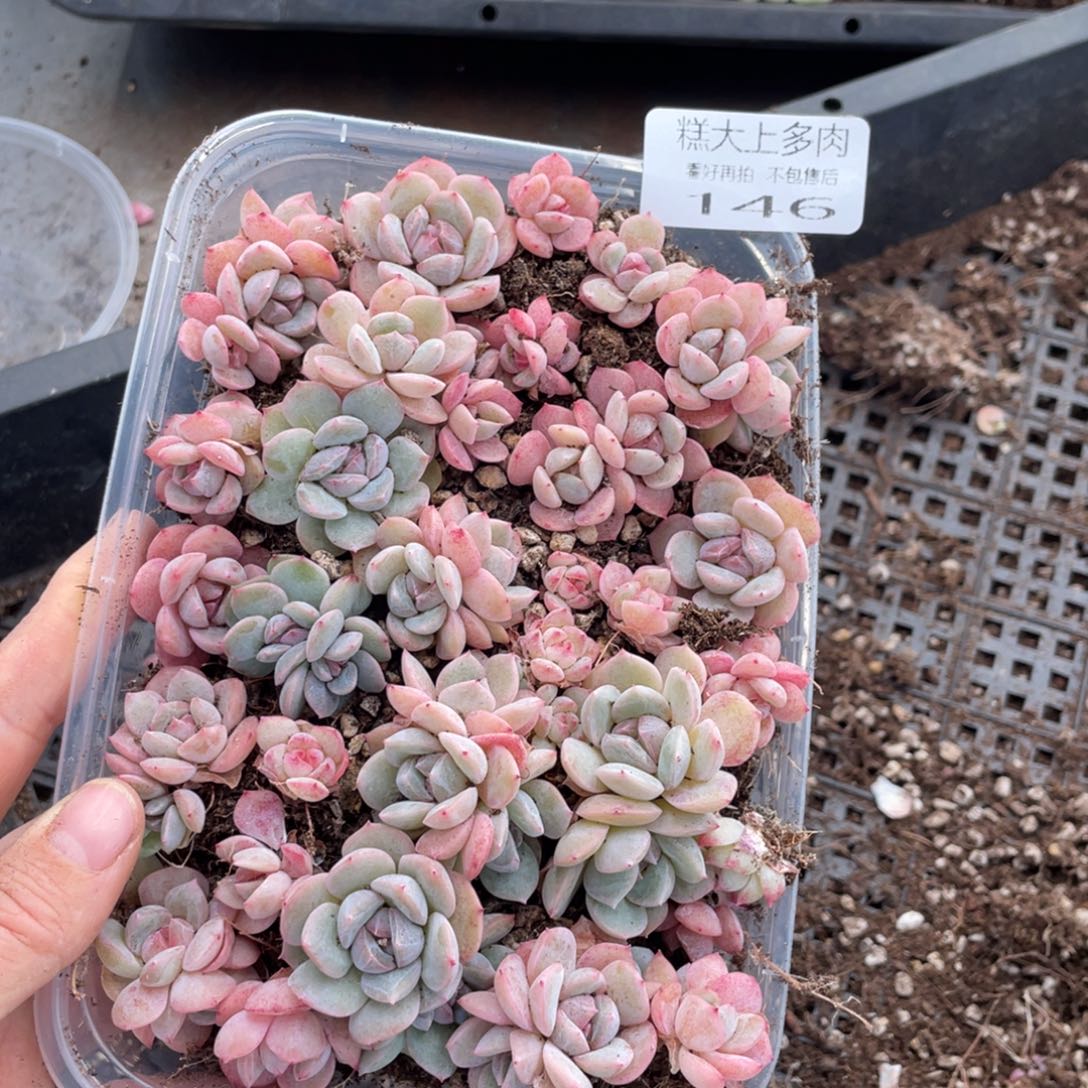 糕大上多肉植物146