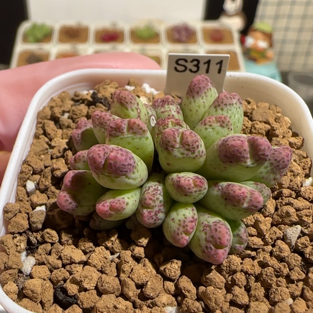 肉锥多肉植物组合-草莓斑马有疤516