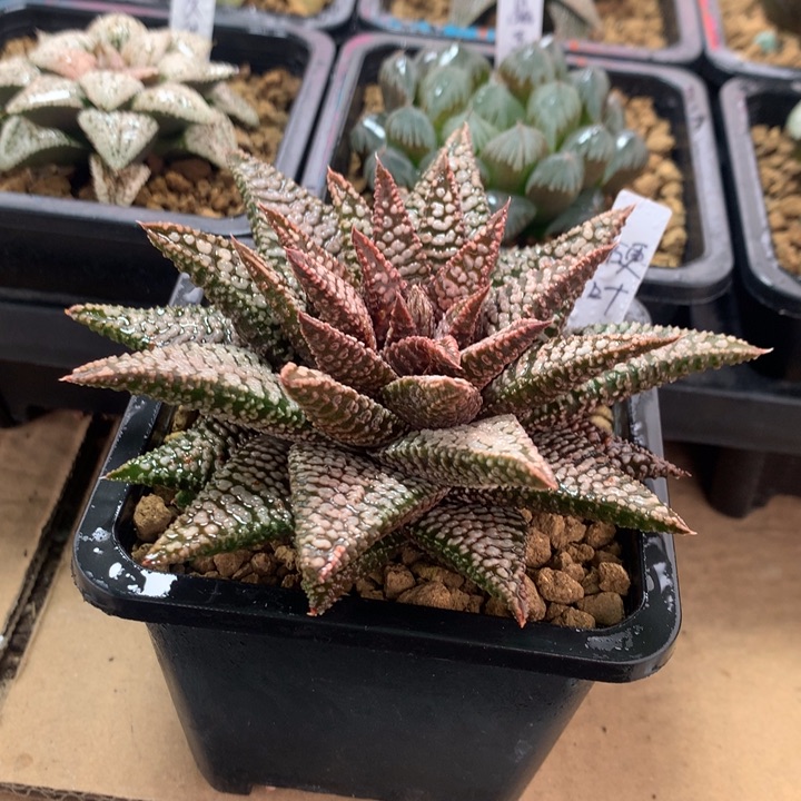 实生硬叶一物一拍