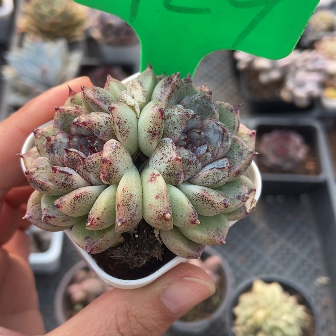 929赤水晶多肉植物