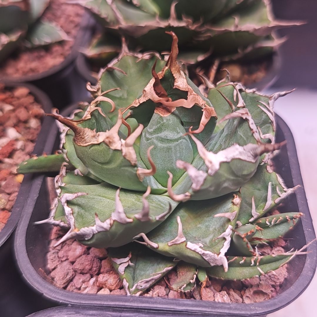 魔丸仁王冠龙舌兰