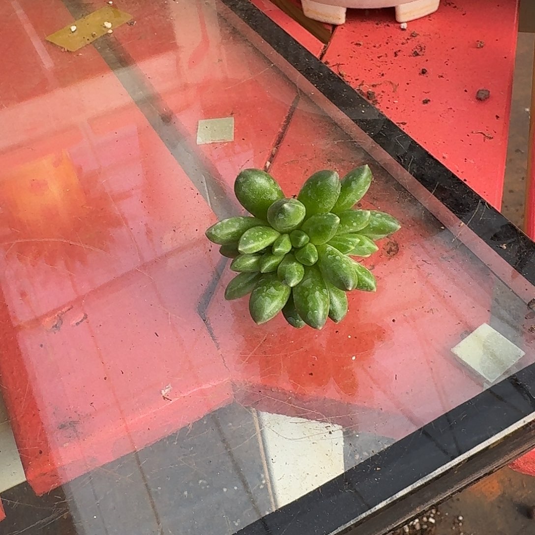 G***h缀化多肉植物一颗福利炸