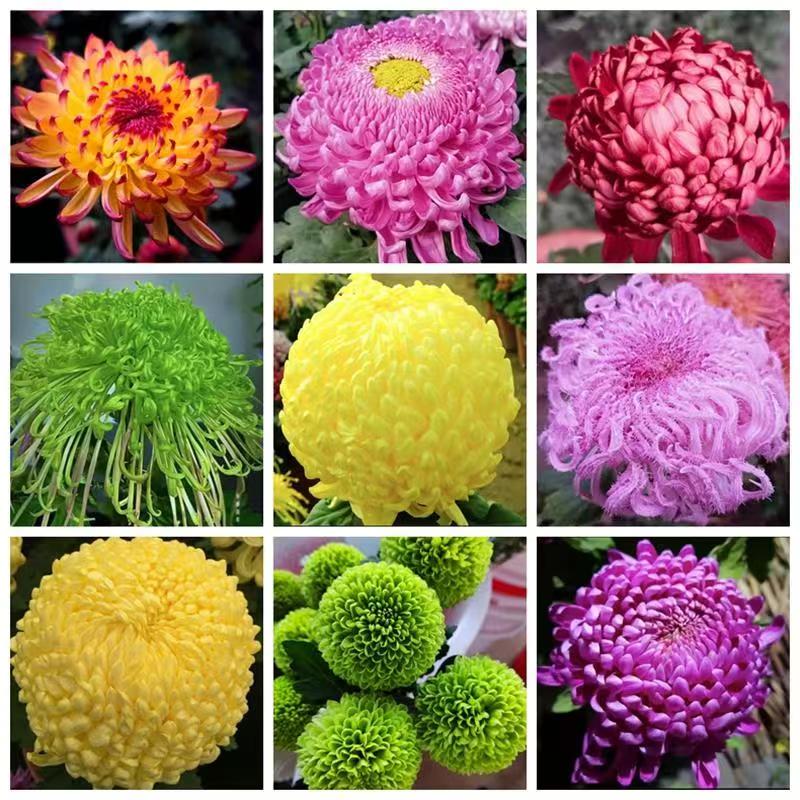 (精品秋冬菊花）多年生菊花苗盆栽室内外阳台花卉