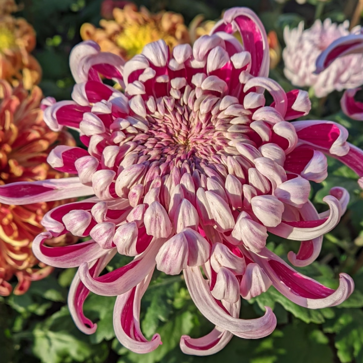 【国华花厉】稀有大花型九月大菊花品种盆栽好养活 原盆原土包对版