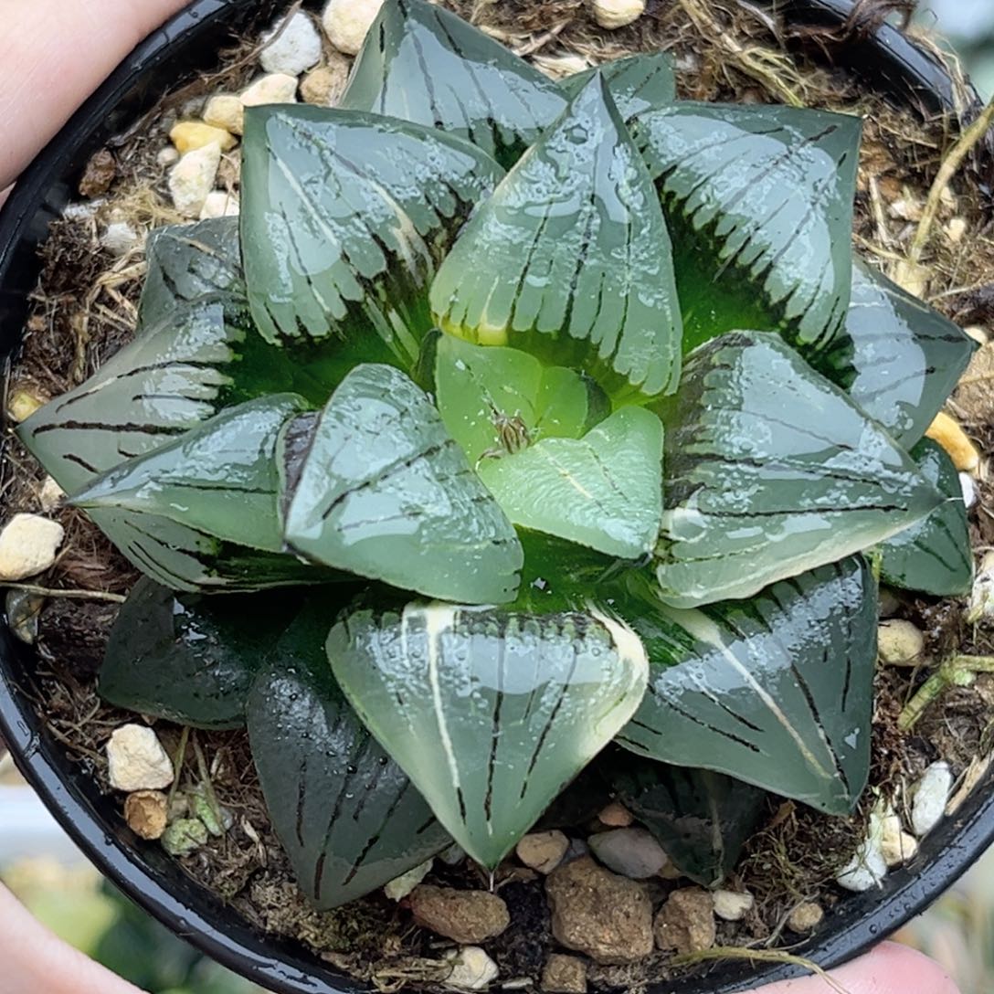 42红纹寿锦福利专场