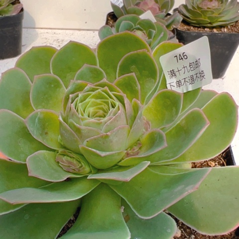 746 山地玫瑰帕系玉帕优选