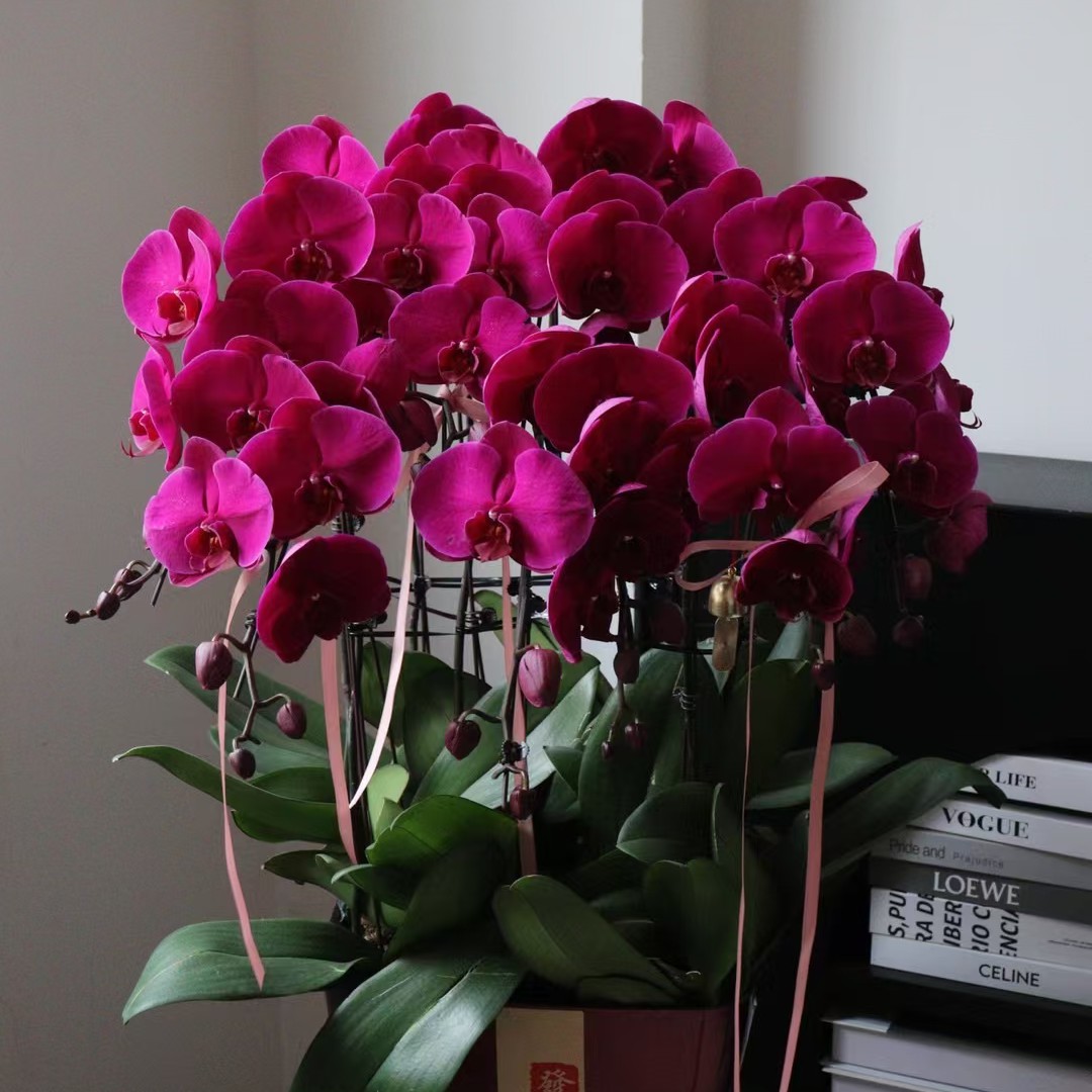 红砂蝴蝶兰10支装送长辈送家人