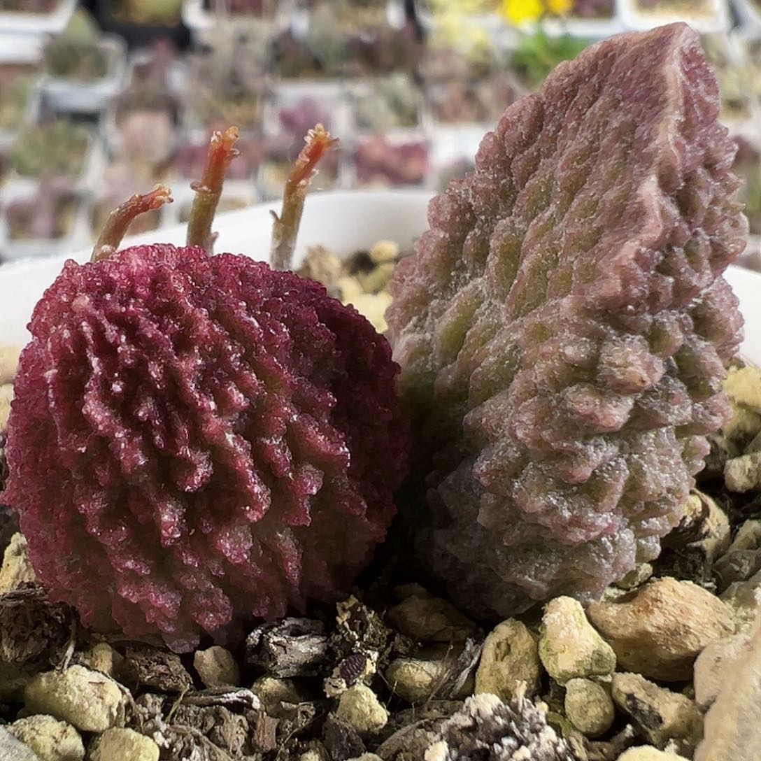 实生新品大苗多肉植物水泡