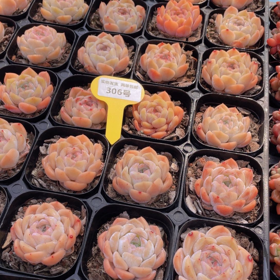 306号蜜桃冰魄单头两个