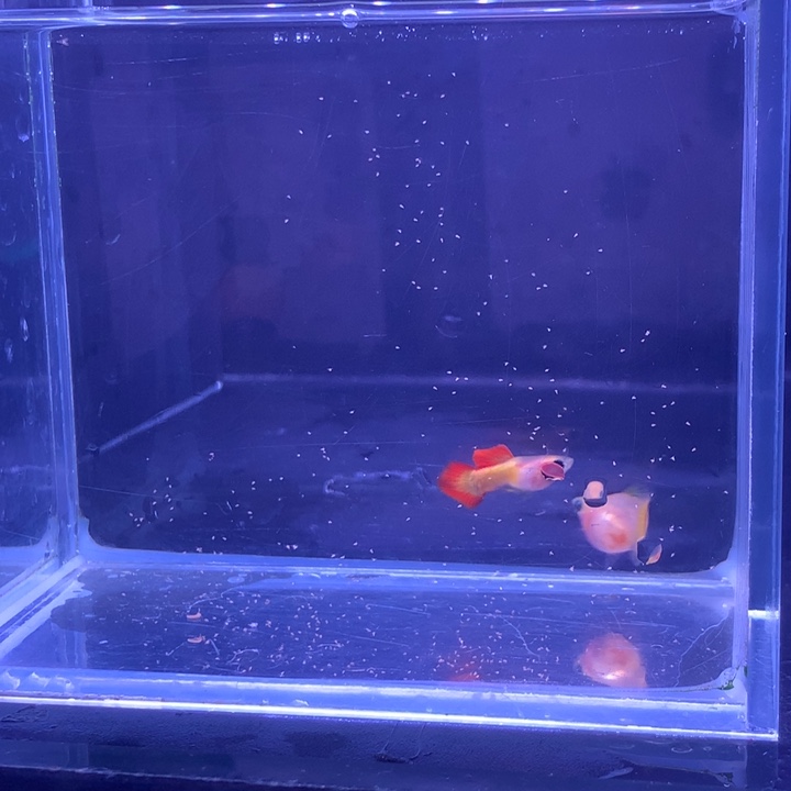 孔雀鱼皇家落日球1对