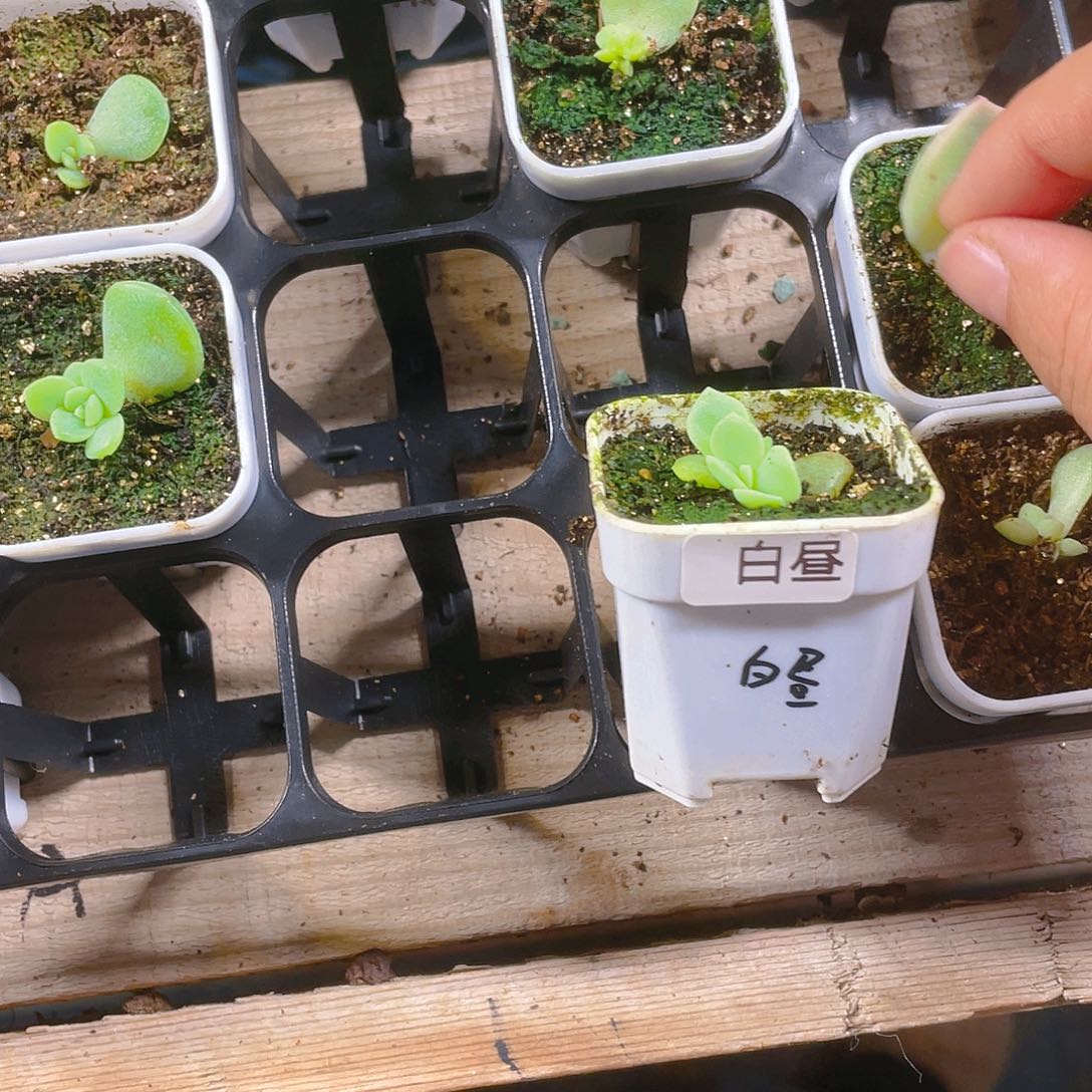 爱****沫白昼盆一个满25包邮