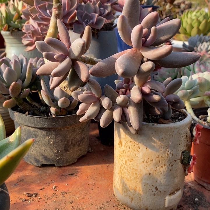 老桩红手指无砍多肉