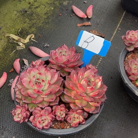 8tm一个带盆多肉植物