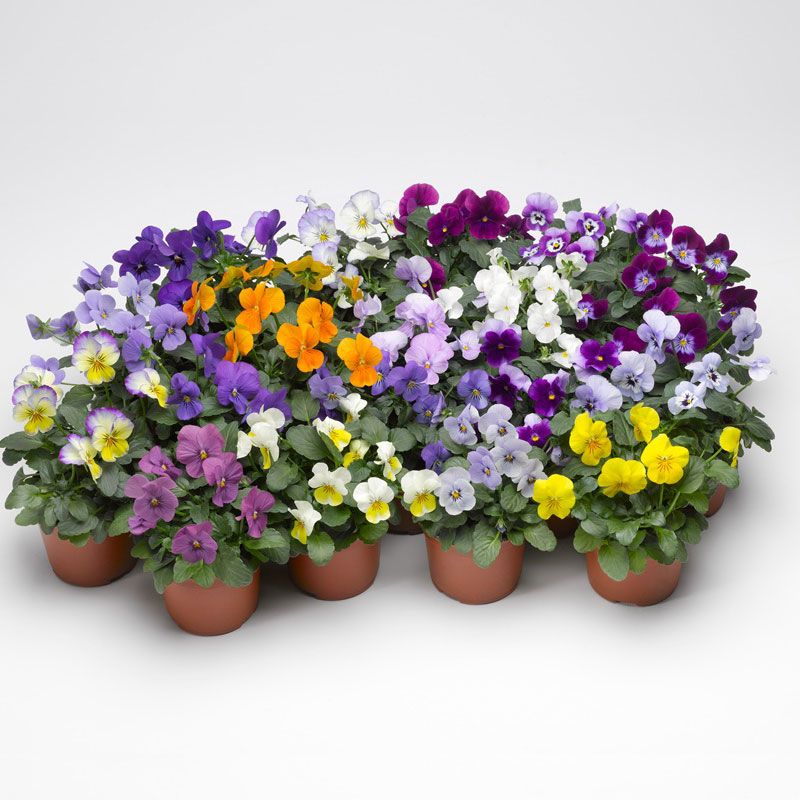 进口角堇盆栽花苗三色堇耐寒耐旱花卉鲜花适合阳台庭院种植荷兰菊