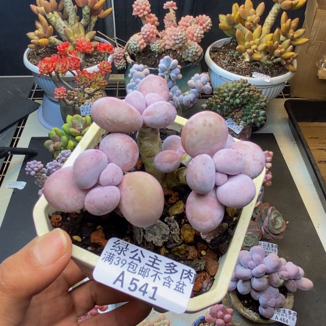 541水光针多肉7cm