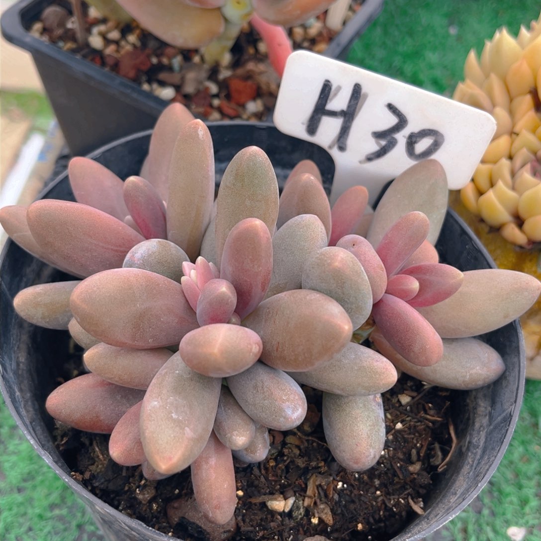 糖果美人8888888888