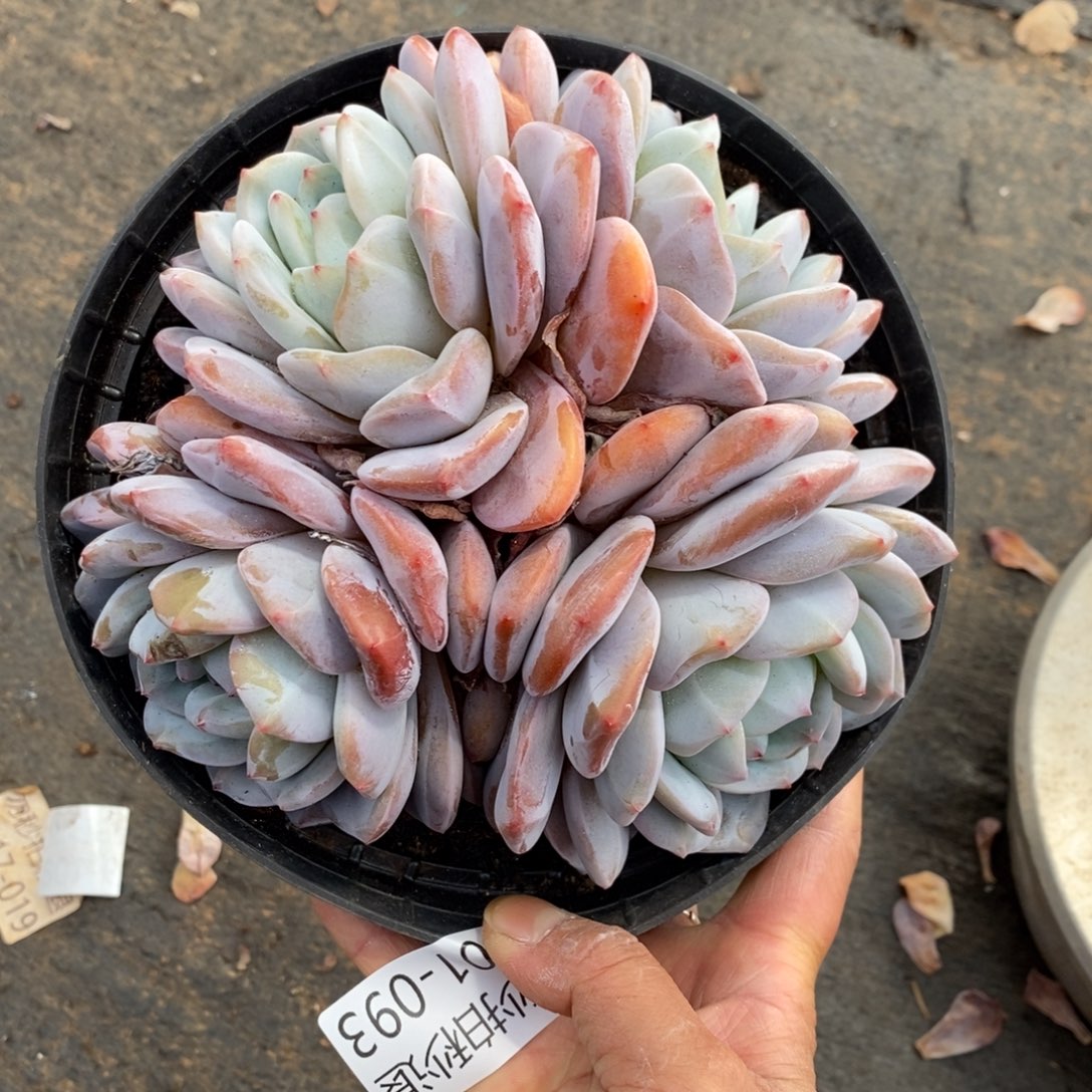 两单包邮101-93红石