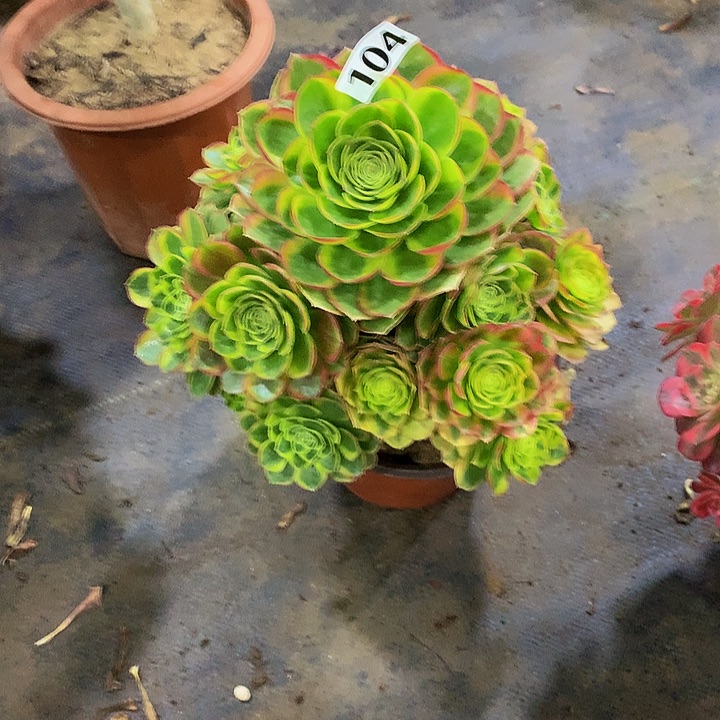 善***言多肉奶白锦10400000