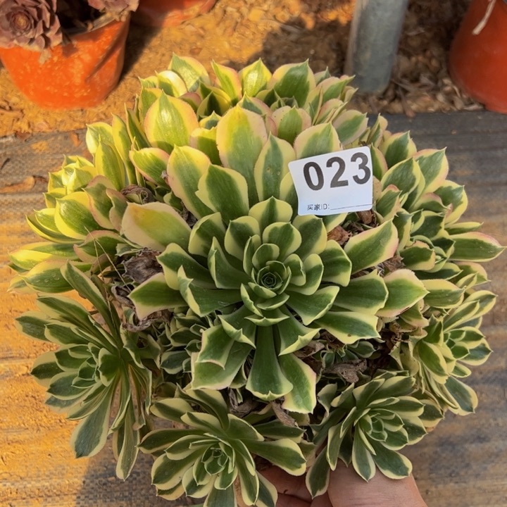 白凤多肉植物023