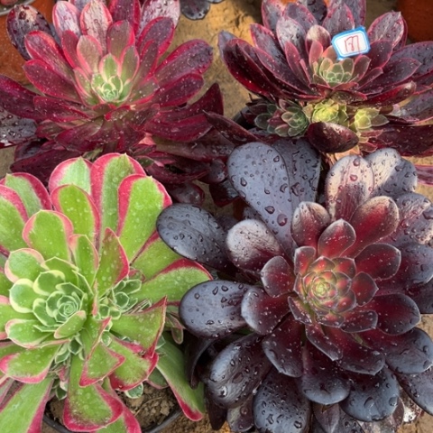 187多肉植物组合