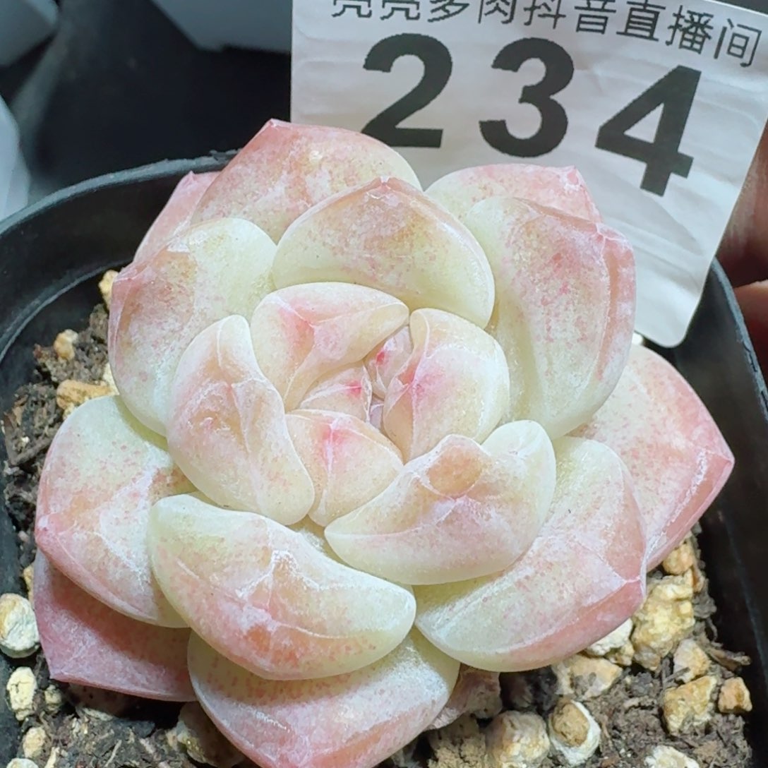 多肉植物开播福利捡漏