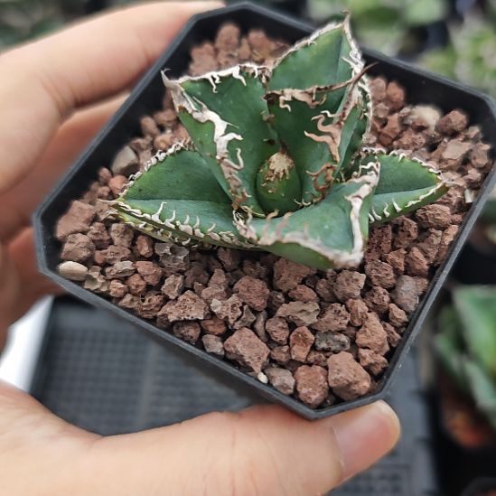 苍龙仁王冠龙舌兰