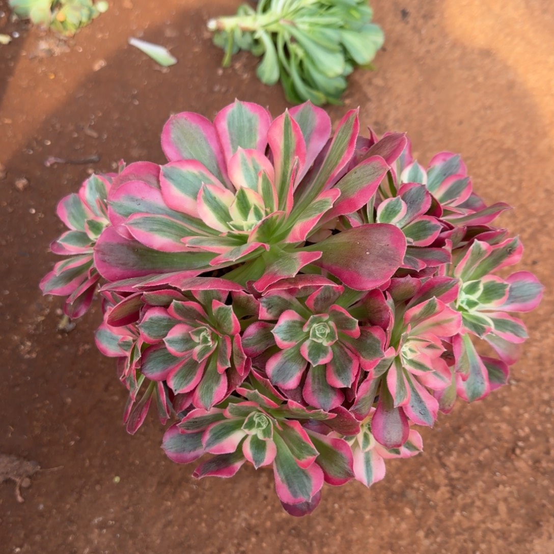 凤***凰女郎奖品一颗多肉植物