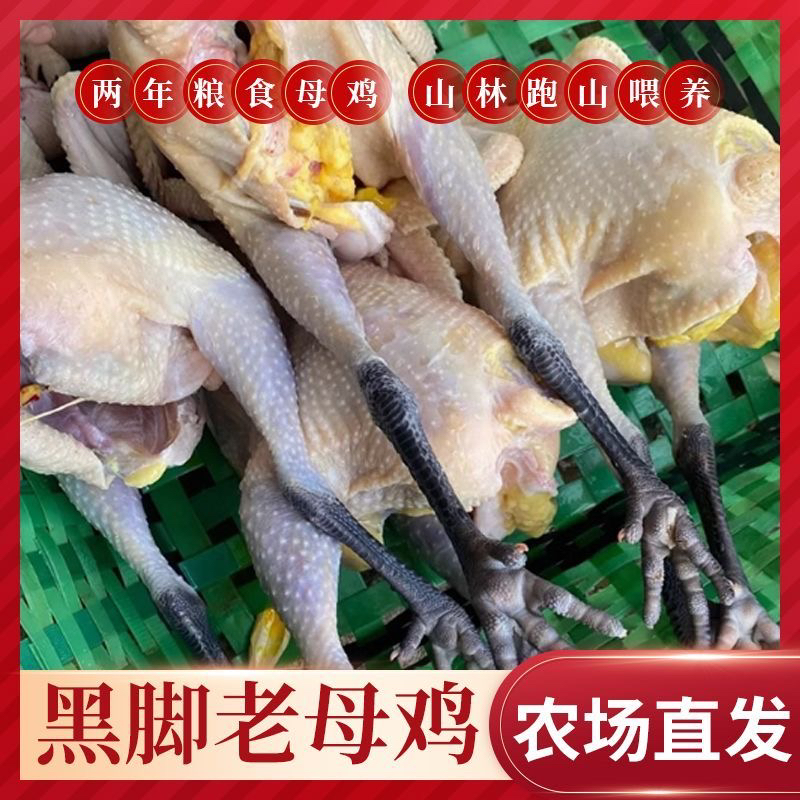 【正宗两只黑脚老母鸡】农家散养2年肉质鲜美煲汤佳选跑山鸡月子鸡