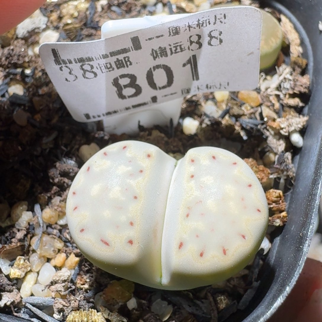 Ssss便宜清仓价801