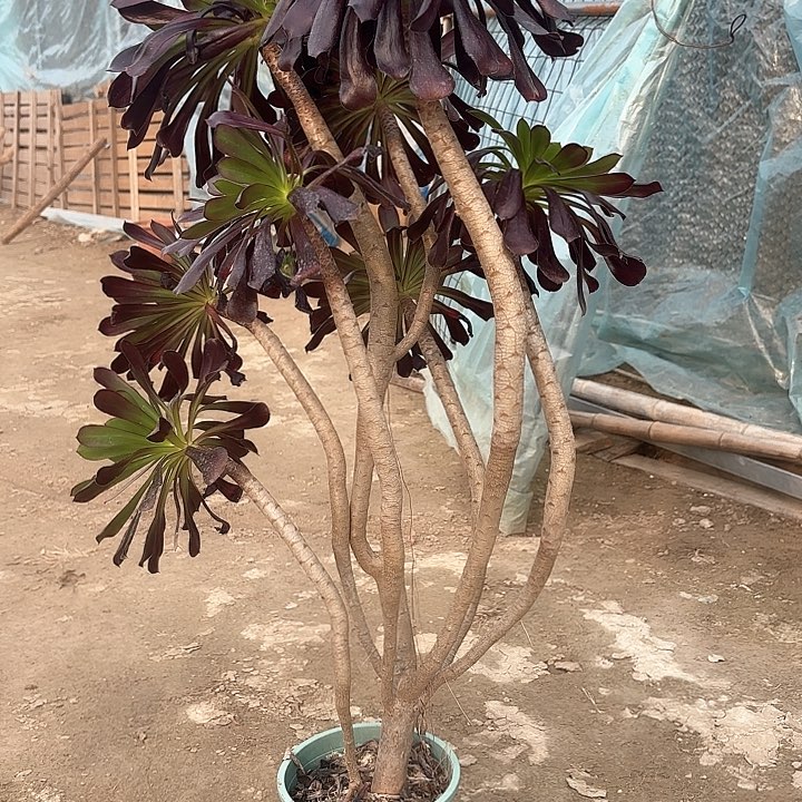 红陶哈哈哈哈哈哈哈