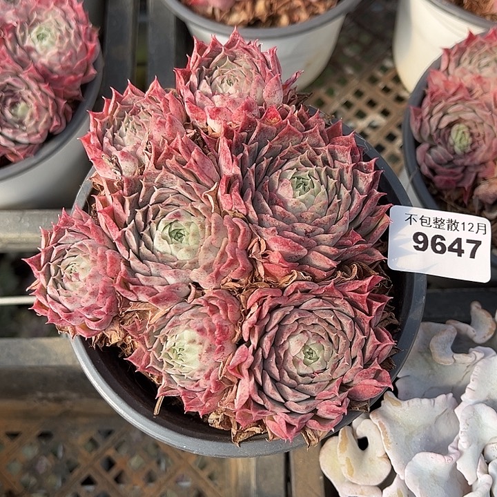 阿雅园艺。       9647朱砂痣