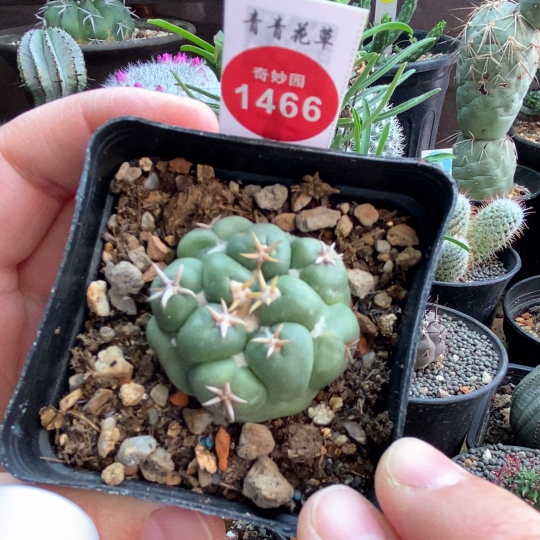 自根短豪刺象牙一颗仙人球