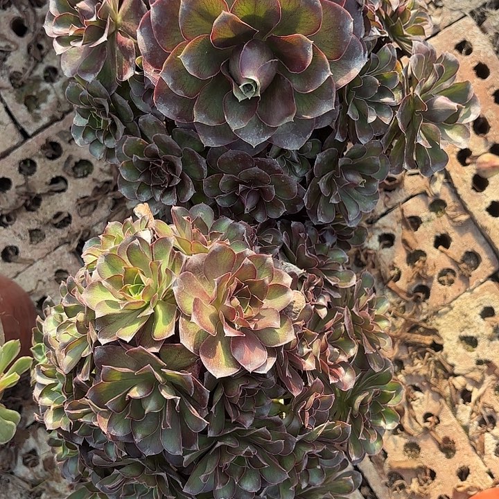 两颗魅金玫瑰歪不包损6