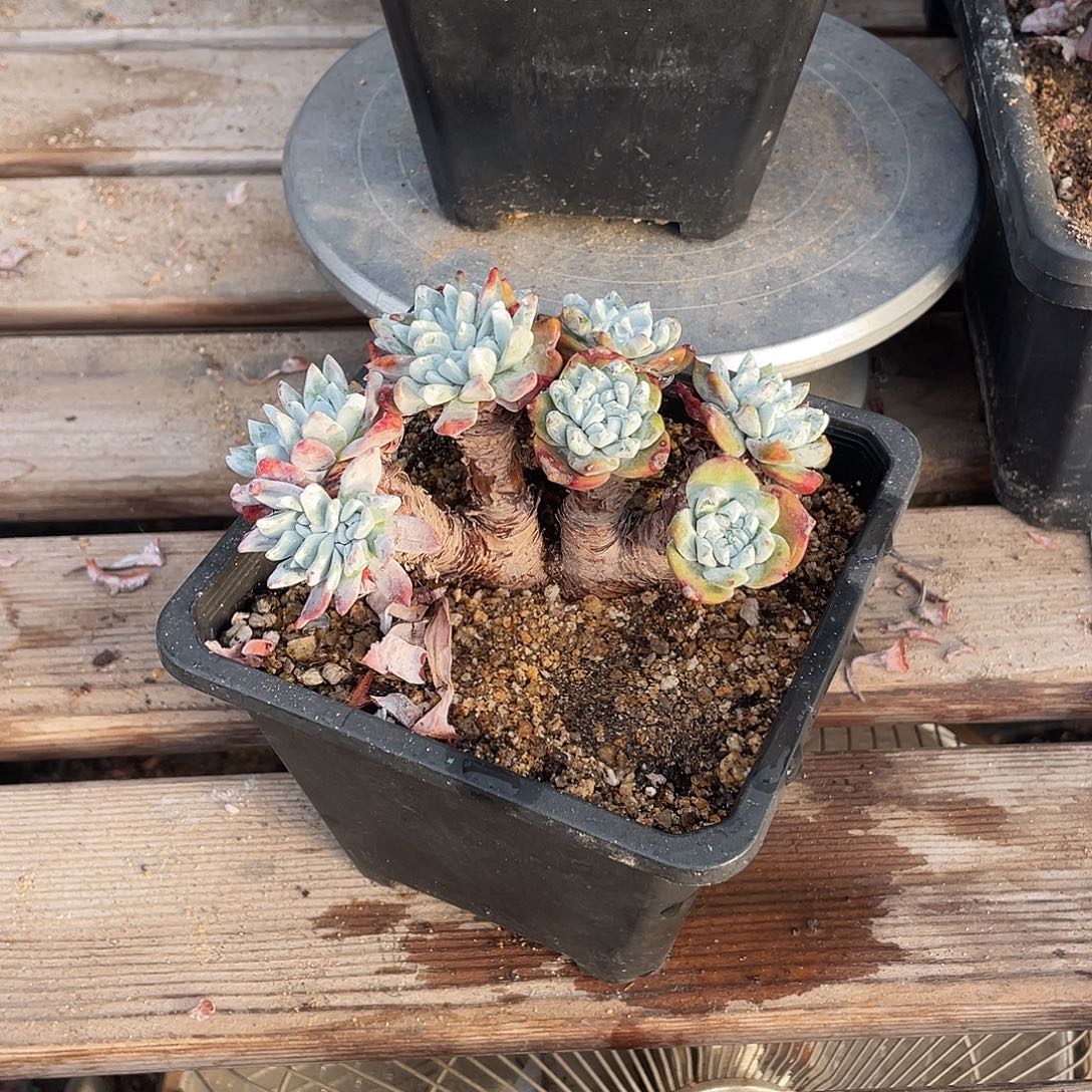 晨溪园艺仙女杯呀