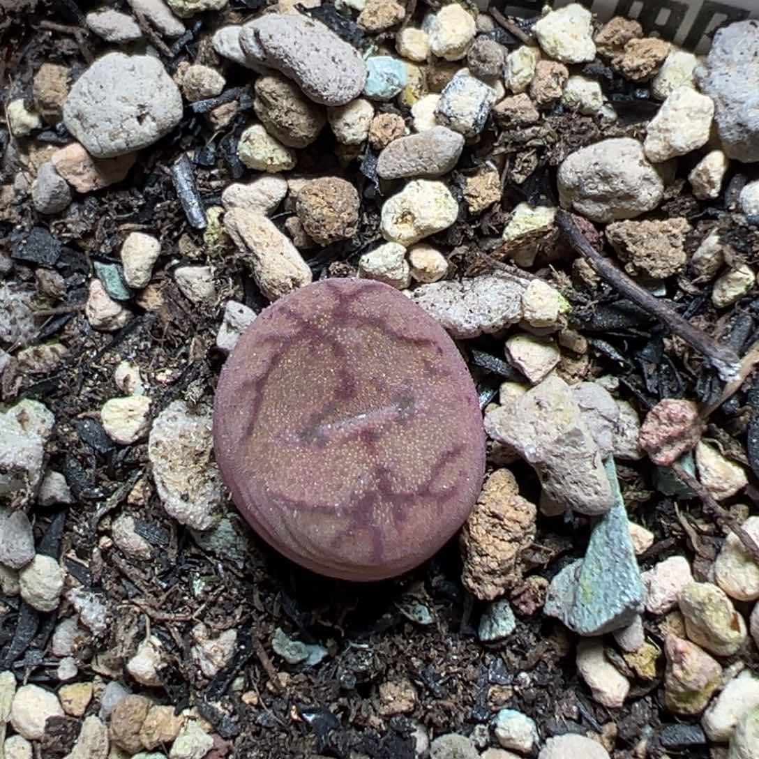 【闪购商品】 035。     