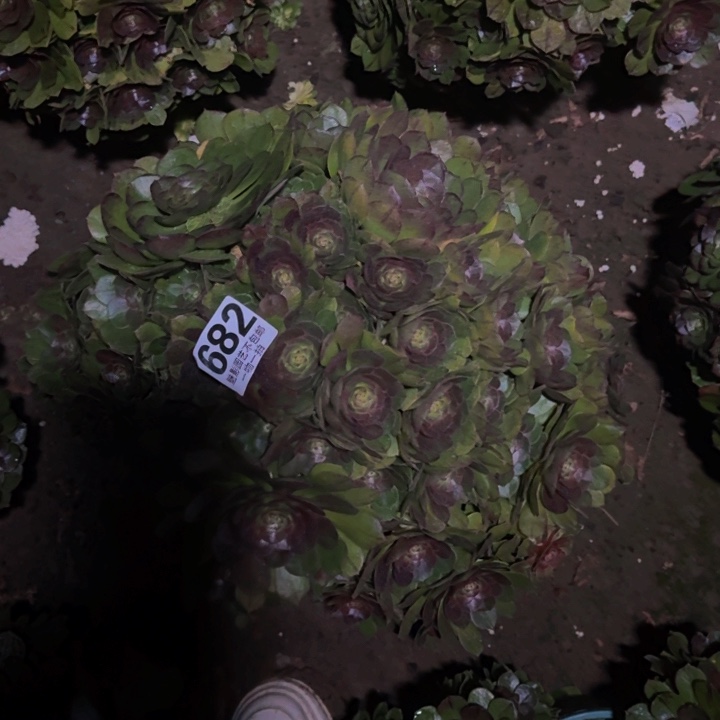 万圣节花27-13包邮花花