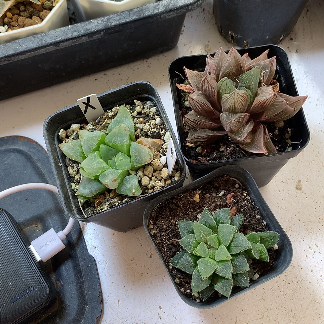 寿玉露楼6运费daierokloo