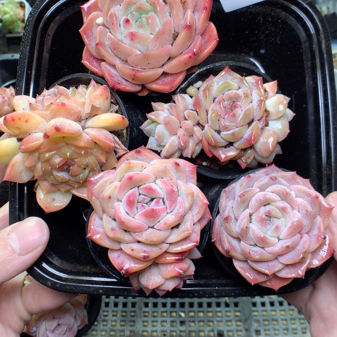 S102冰魄雪颜。5颗一份量拍y y y