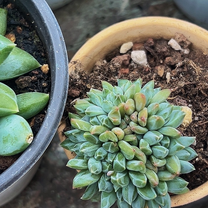 1颗美人系列多肉植物