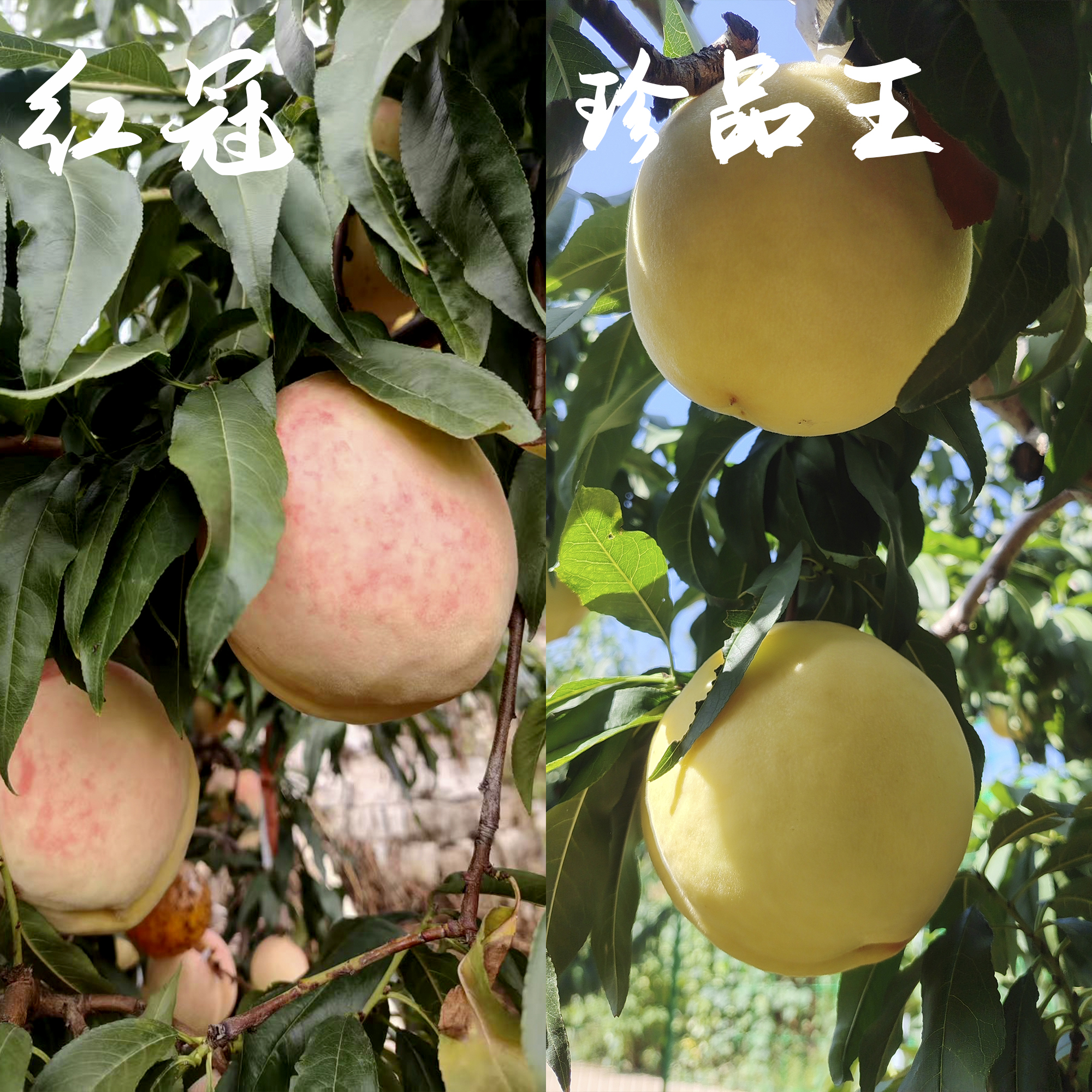 正宗山东肥桃红冠/珍品王混合4-8个装桃子山东省